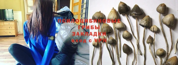 apvp Аркадак